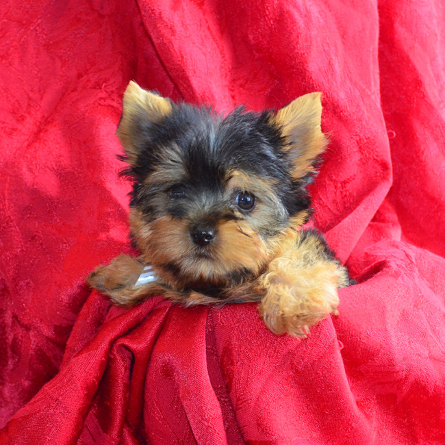 Romeo TEACUP male yorkie