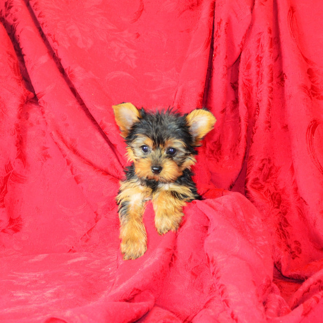 Thumbnail [100%x225]