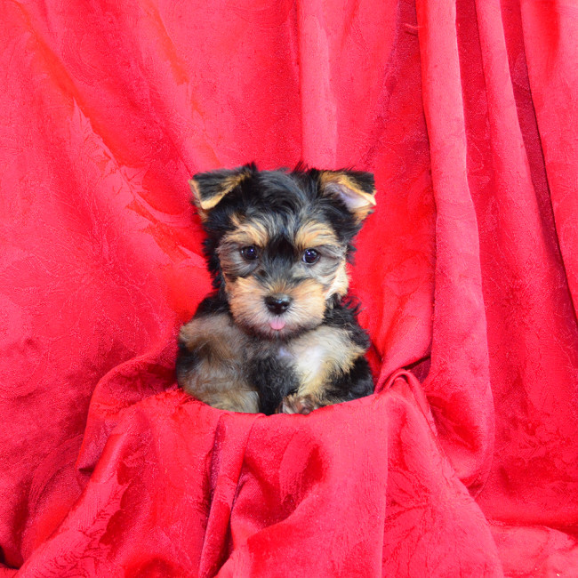 Thumbnail [100%x225]