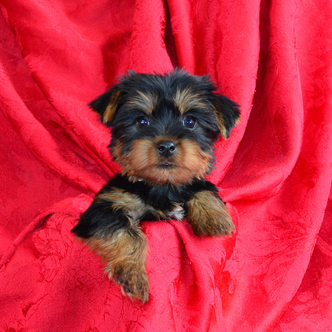 Finn male yorkie