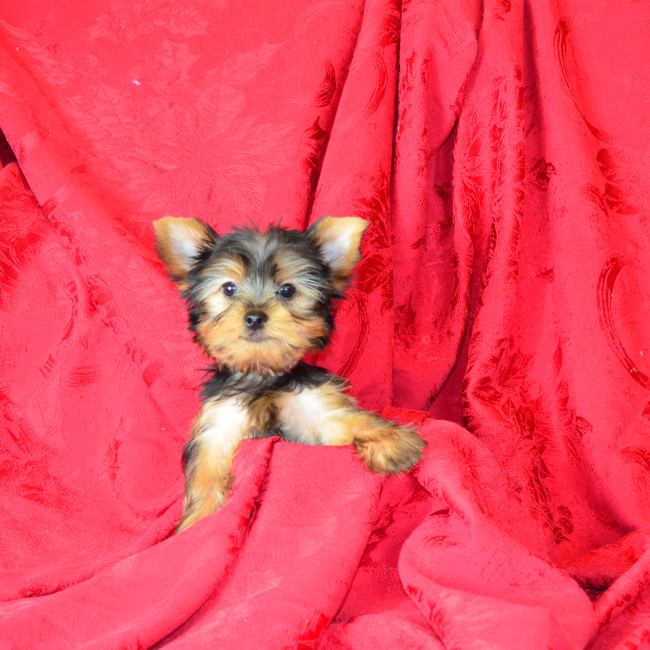 Thumbnail [100%x225]