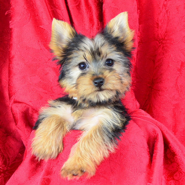 Giggles female yorkie