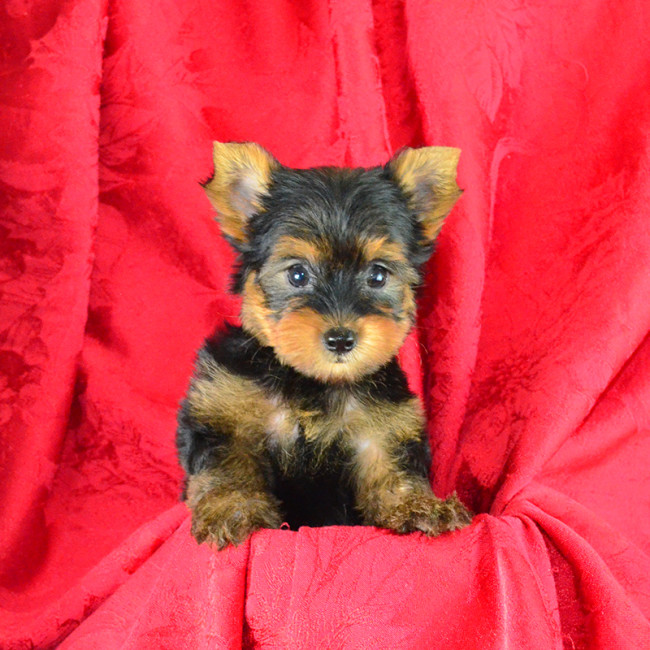 Weejee male yorkie