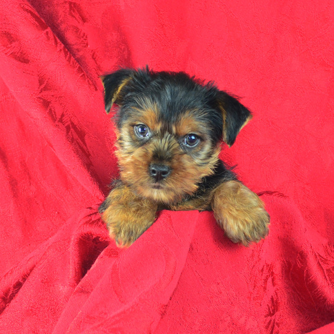 Thumbnail [100%x225]