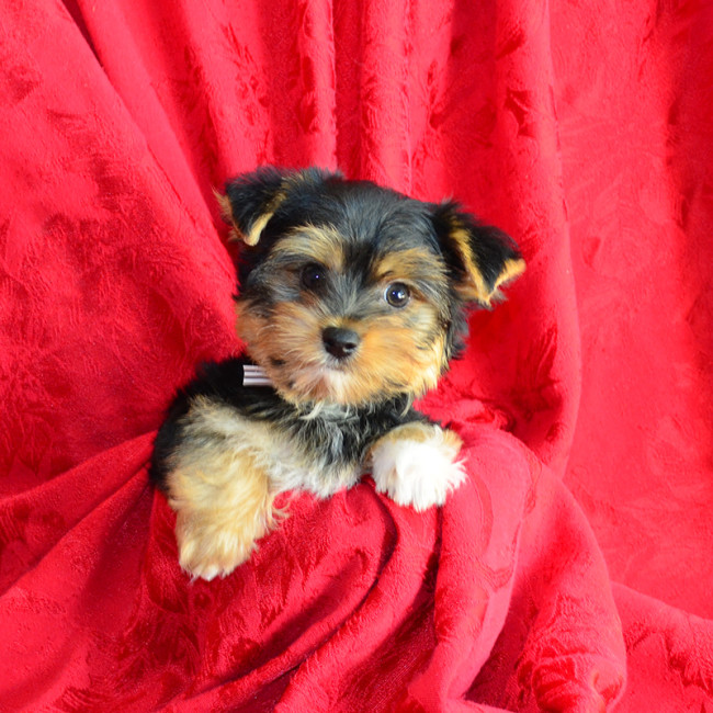 Pixel male yorkie