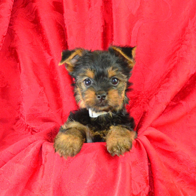 Snuggles female yorkie