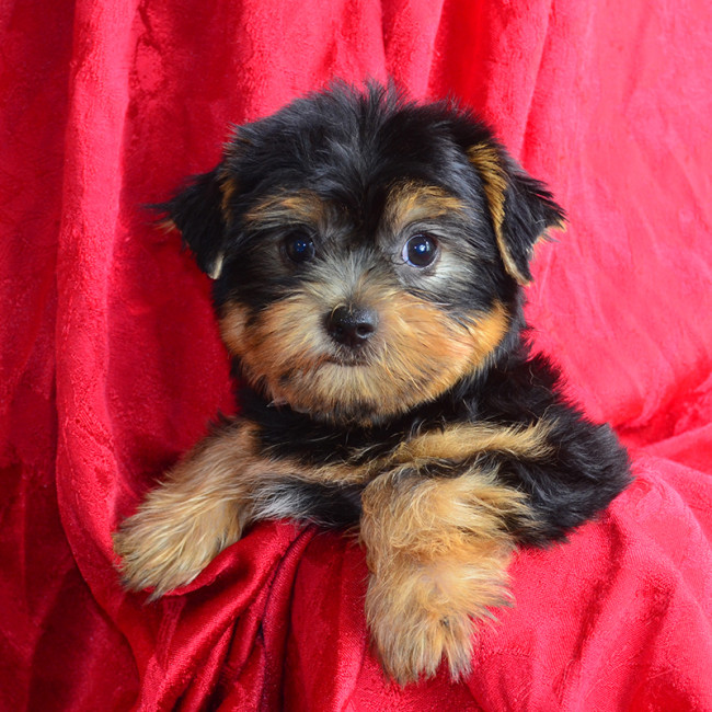 ChooChoo male yorkie