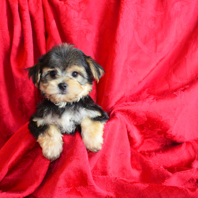 Newby male morkie