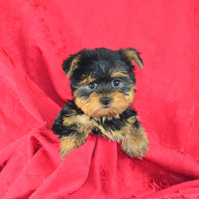 Thumbnail [100%x225]