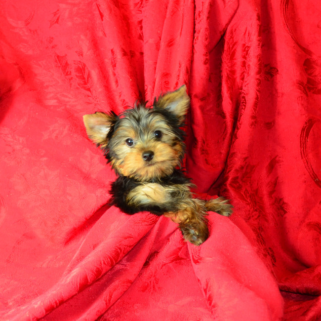 Thumbnail [100%x225]