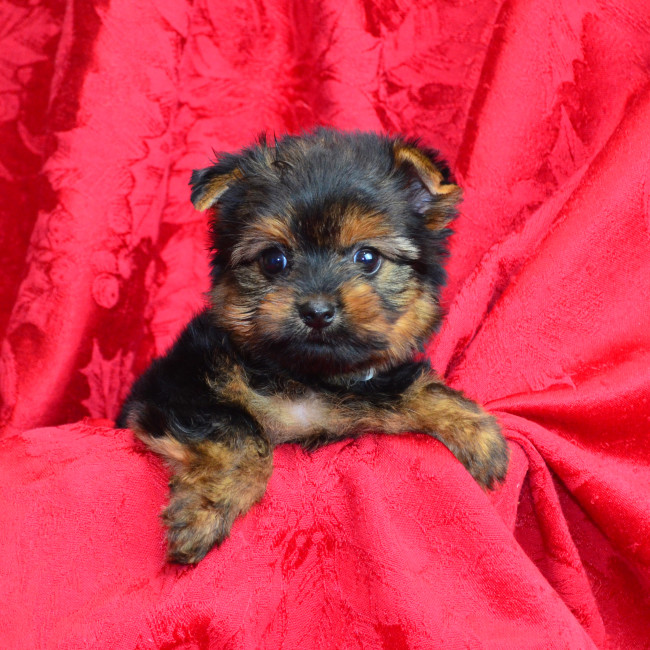 Joanie female yorkie