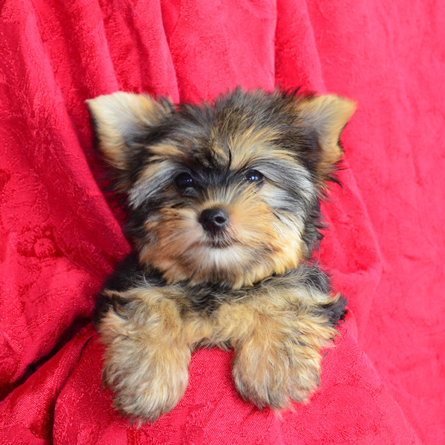 Hilda female yorkie