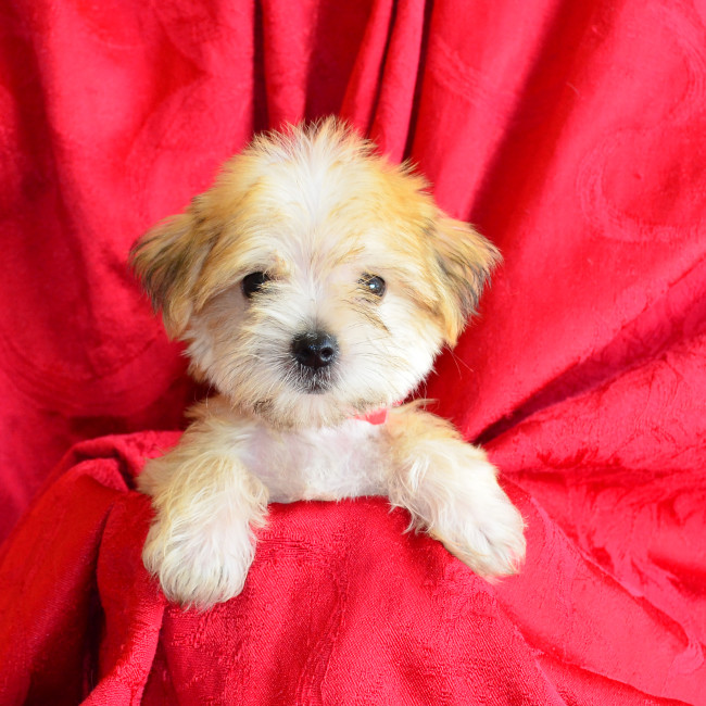 Norma female morkie