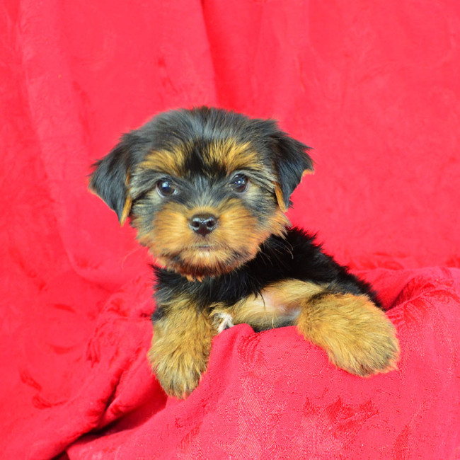 Sadie female yorkie