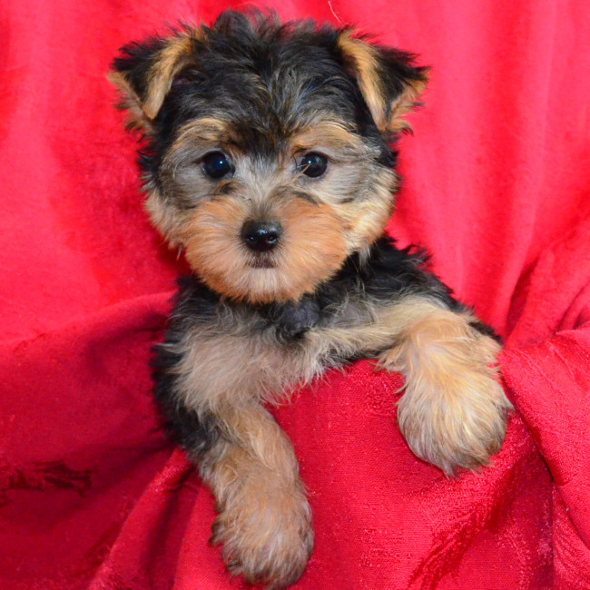 Violet female yorkie
