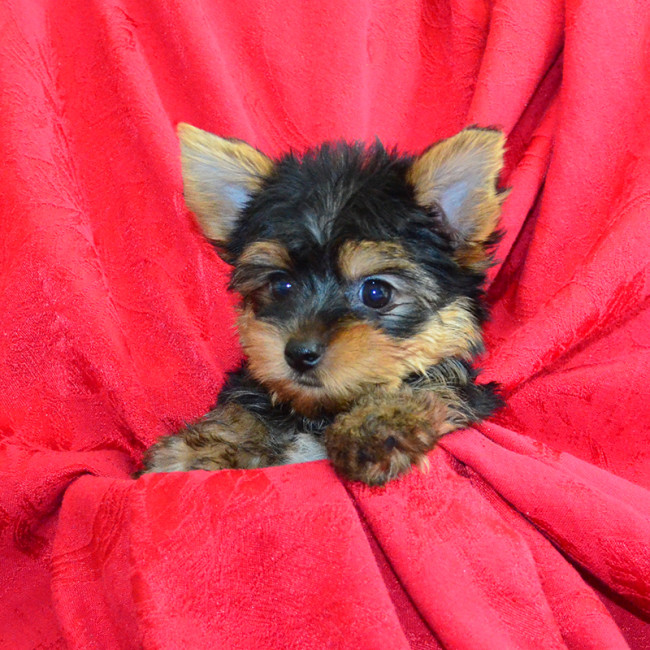 Nash male yorkie