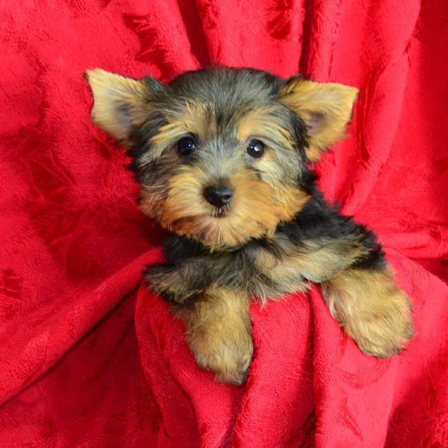 Cookie female yorkie