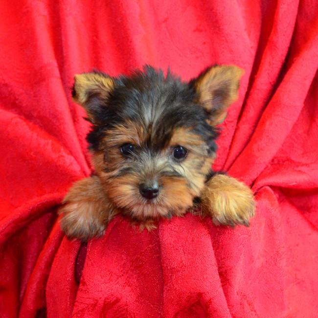 Thumbnail [100%x225]