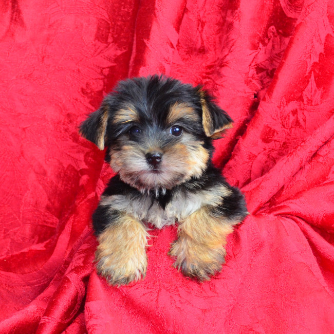 Harper male yorkie