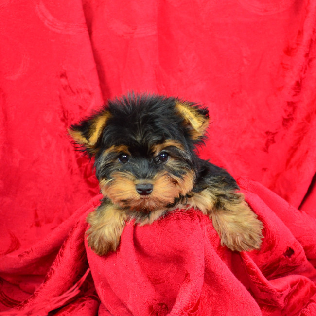 Dottie female yorkie