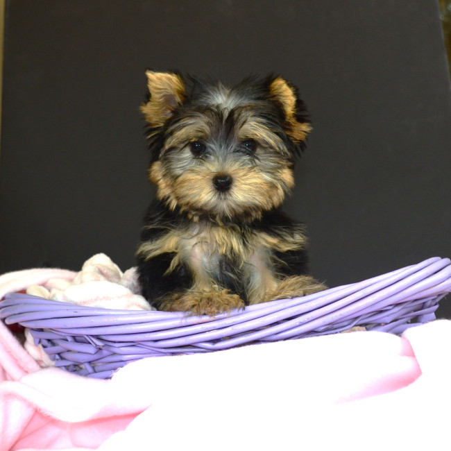 Delta female yorkie
