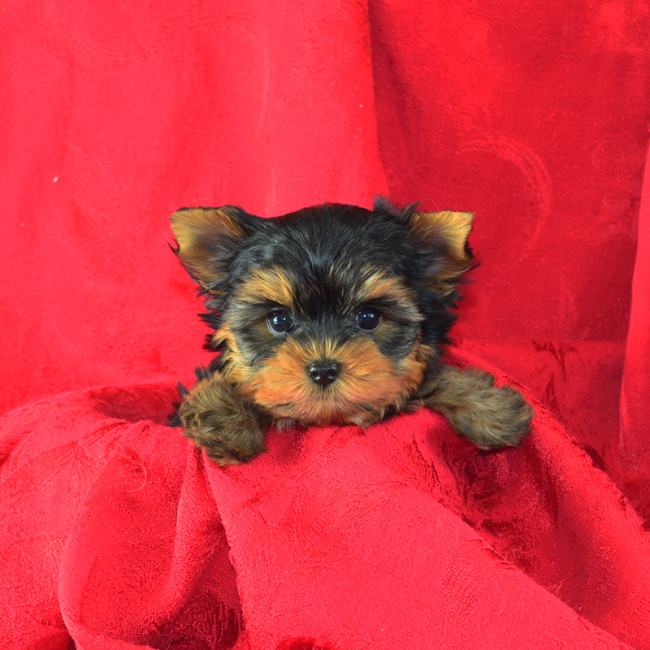 Izzy (Teacup) female yorkie