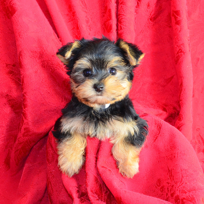 Peaches female yorkie