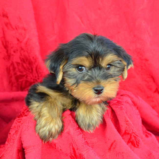 Shelby male yorkie