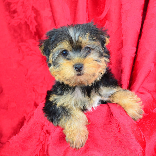 Levi male yorkie