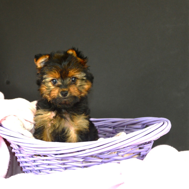 Joanie (TEACUP) female yorkie