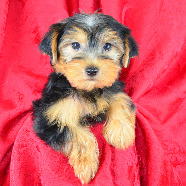 Jenkins male yorkie