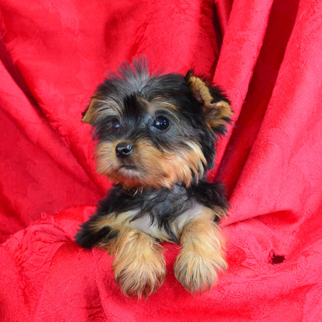 Dollyann female yorkie