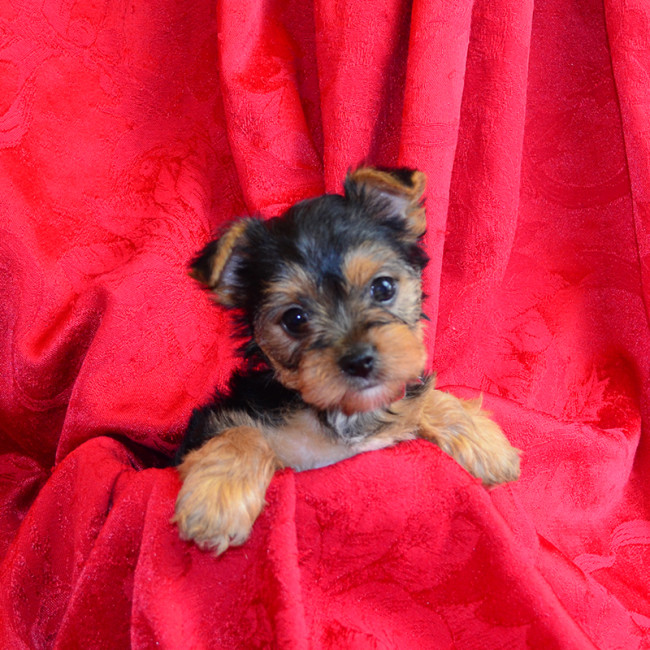 Thumbnail [100%x225]