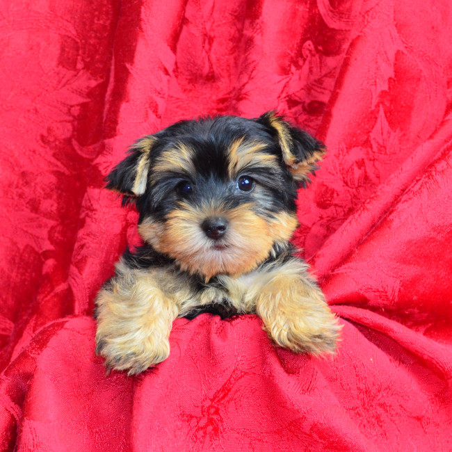 Hank male yorkie