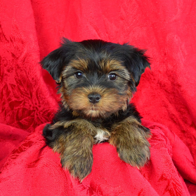 Scarlet female yorkie