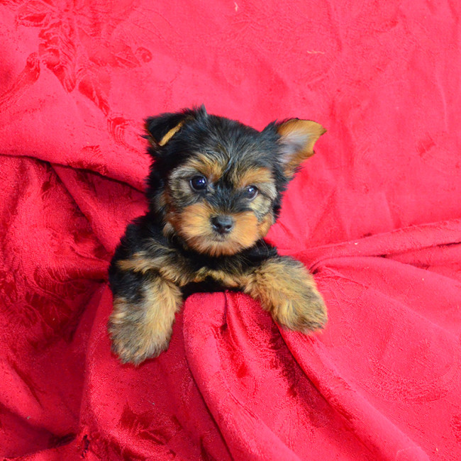 Seymour male yorkie