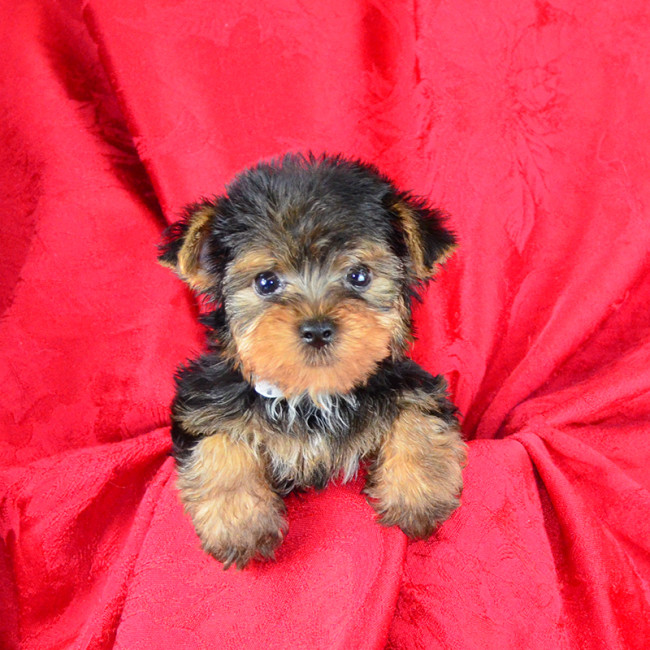Vader male yorkie
