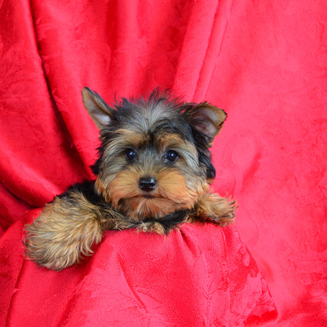 Bailey male yorkie