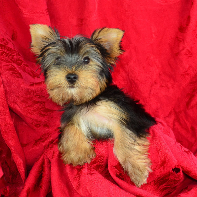 Milk male yorkie