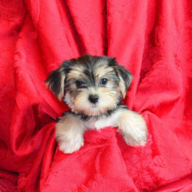 Myrtle female morkie