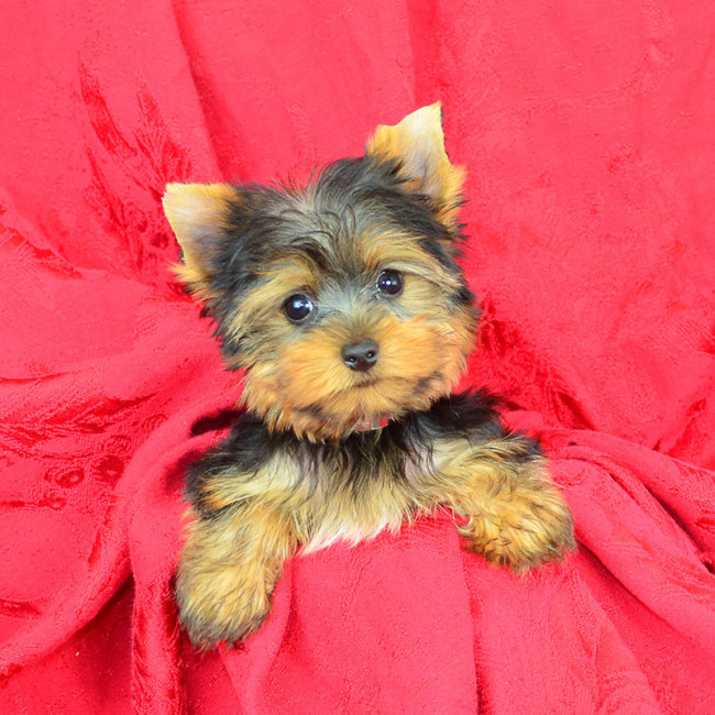 Carson male yorkie