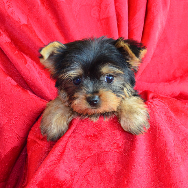 Andy male yorkie