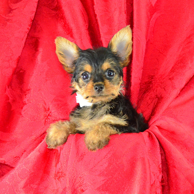Sophie female yorkie