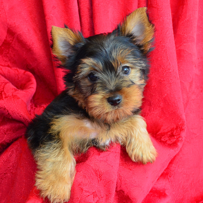 Thumbnail [100%x225]