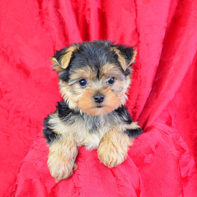 Norm male yorkie