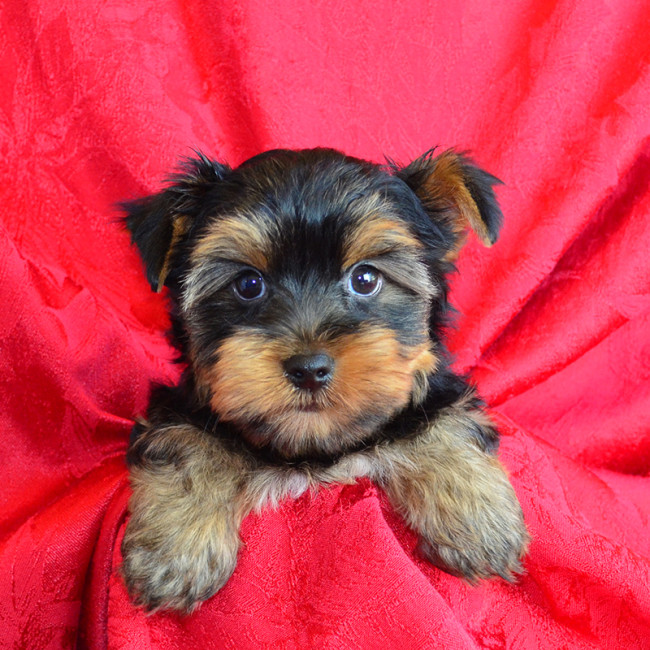Goober male yorkie