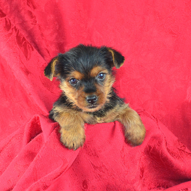 Thumbnail [100%x225]