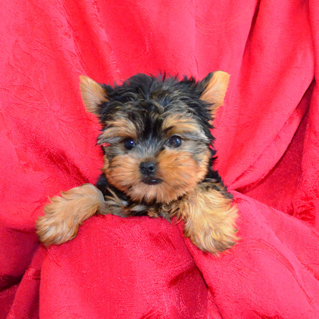 Mercedes female yorkie
