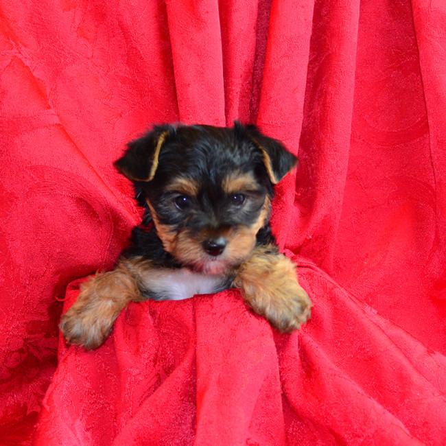 Thumbnail [100%x225]