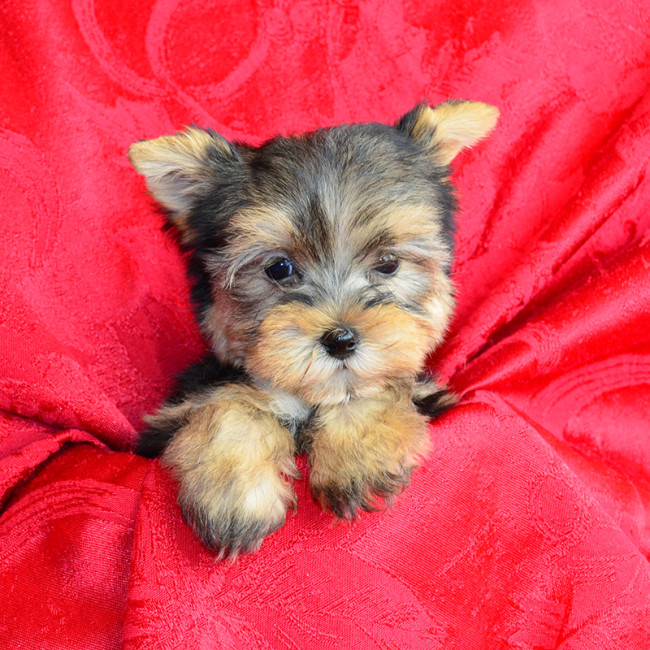 Male Yorkie Puppies For Sale Fancy Pups
